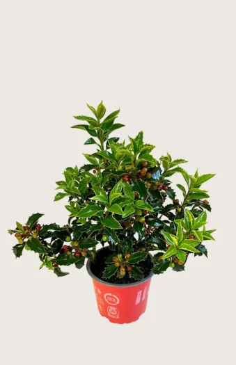 Almindelig kristtorn Alaska 80cm Forgrenet | Plantinavia