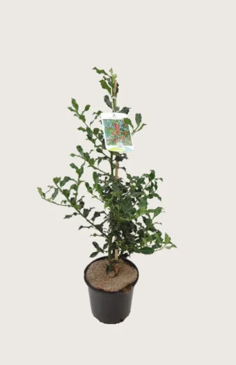 Almindelig kristtorn Alaska 100cm Outlet | Plantinavia