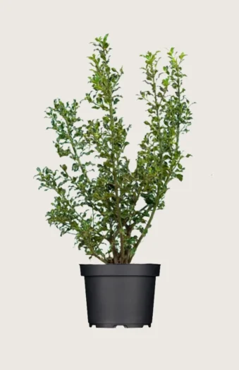 Almindelig kristtorn Alaska 200cm Outlet | Plantinavia