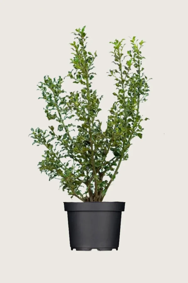 Almindelig kristtorn Alaska 250cm Outlet | Plantinavia