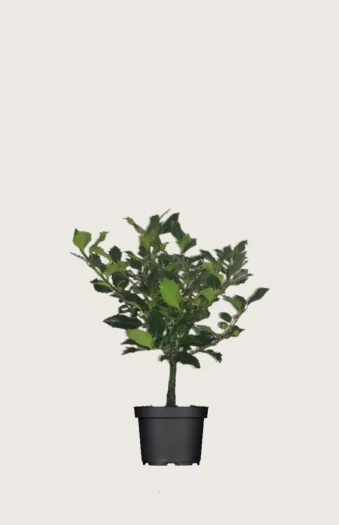 Almindelig kristtorn Alaska 60cm Outlet | Plantinavia