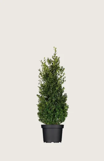 Almindelig kristtorn Alaska 100cm Vel forgrenet | Plantinavia
