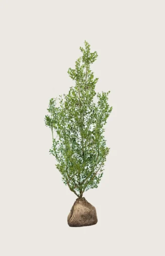 Almindelig kristtorn Alaska 125cm Forgrenet | Plantinavia