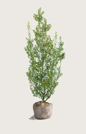 Almindelig kristtorn Alaska 300cm Forgrenet | Plantinavia