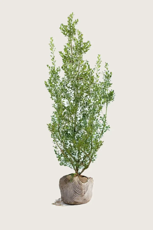 Almindelig kristtorn Alaska 300cm Forgrenet | Plantinavia