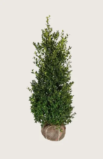 Almindelig kristtorn Alaska 350cm Vel forgrenet | Plantinavia
