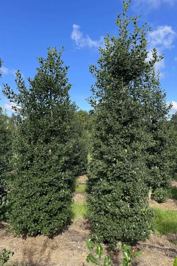 Almindelig kristtorn 200cm Vel forgrenet | Plantinavia