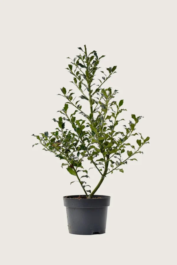Almindelig kristtorn 175cm Forgrenet | Plantinavia