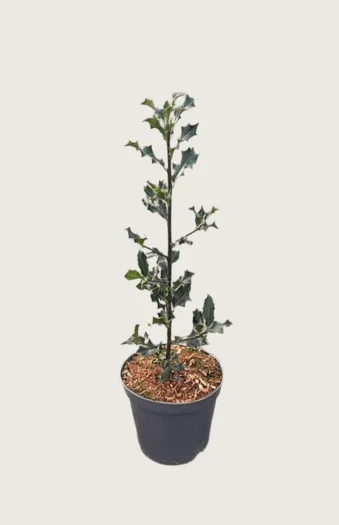 Almindelig kristtorn 125cm Outlet | Plantinavia