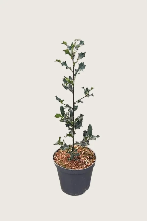 Almindelig kristtorn 125cm Outlet | Plantinavia
