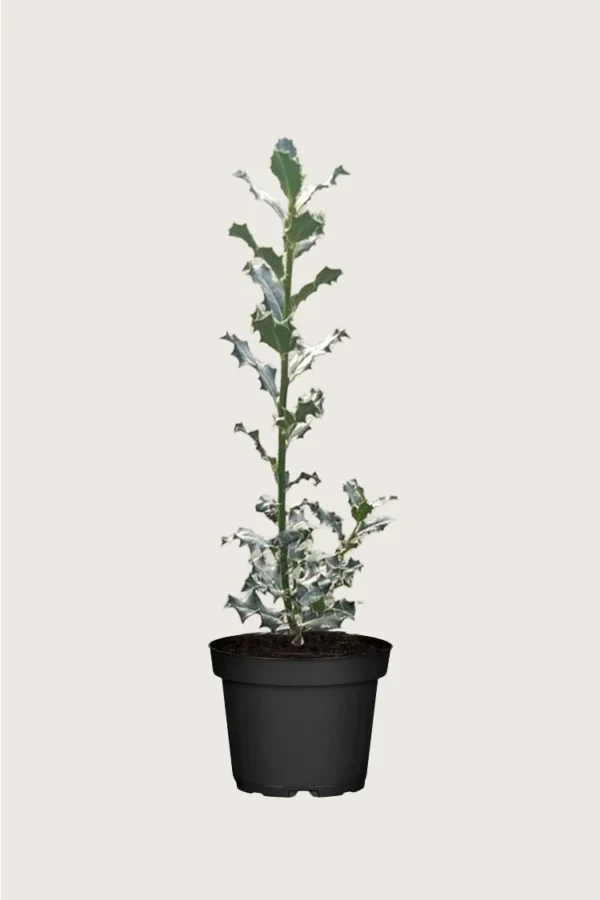 Almindelig kristtorn 250cm Outlet | Plantinavia