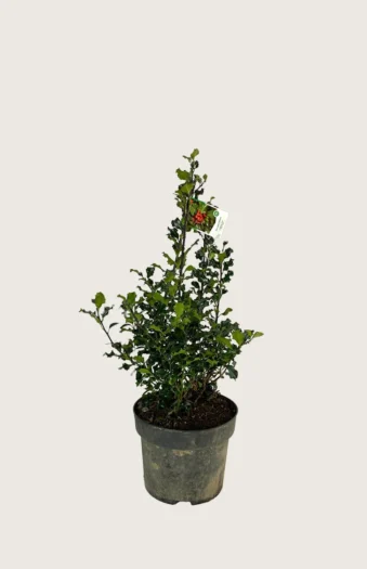 Almindelig kristtorn 60cm Outlet | Plantinavia