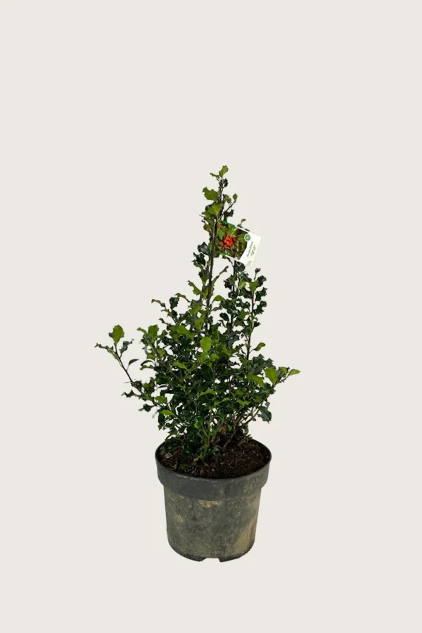 Almindelig kristtorn 80cm Outlet | Plantinavia