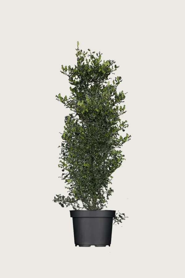Almindelig kristtorn 125cm Vel forgrenet | Plantinavia
