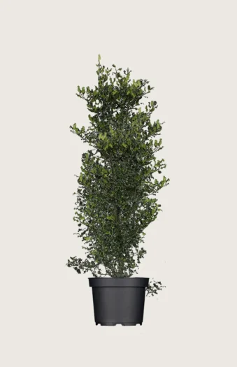 Almindelig kristtorn 175cm Vel forgrenet | Plantinavia