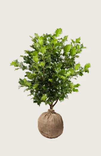 Almindelig kristtorn 200cm Forgrenet | Plantinavia