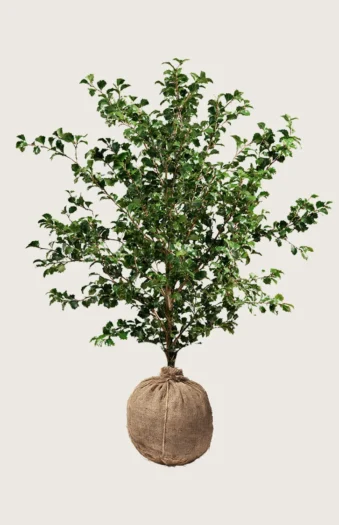 Almindelig kristtorn 350cm Forgrenet | Plantinavia