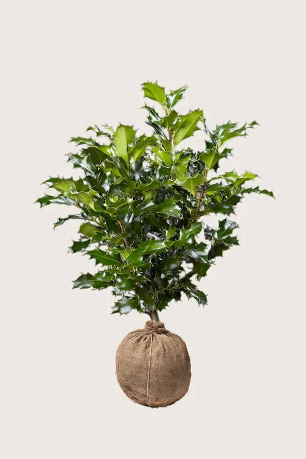 Almindelig kristtorn 150cm Outlet | Plantinavia