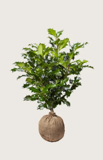Almindelig kristtorn 175cm Outlet | Plantinavia