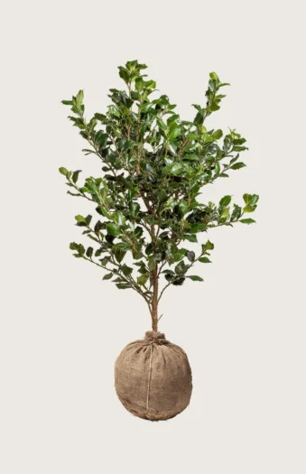 Almindelig kristtorn 250cm Outlet | Plantinavia