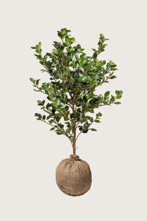 Almindelig kristtorn 250cm Outlet | Plantinavia