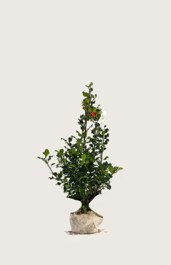 Almindelig kristtorn 80cm Outlet | Plantinavia