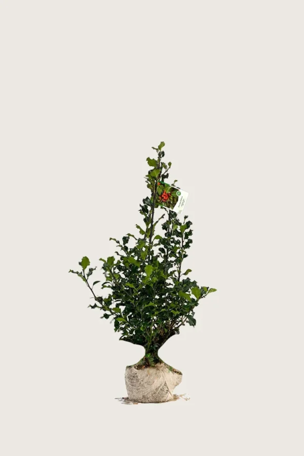 Almindelig kristtorn 80cm Outlet | Plantinavia
