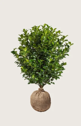 Almindelig kristtorn 100cm Vel forgrenet | Plantinavia