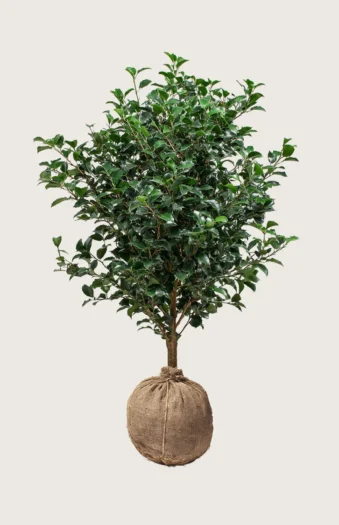 Almindelig kristtorn 300cm Vel forgrenet | Plantinavia