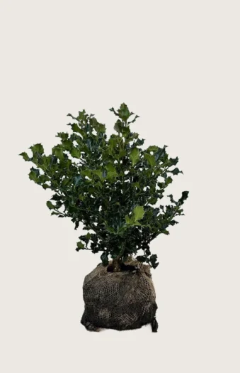 Almindelig kristtorn 40cm Vel forgrenet | Plantinavia