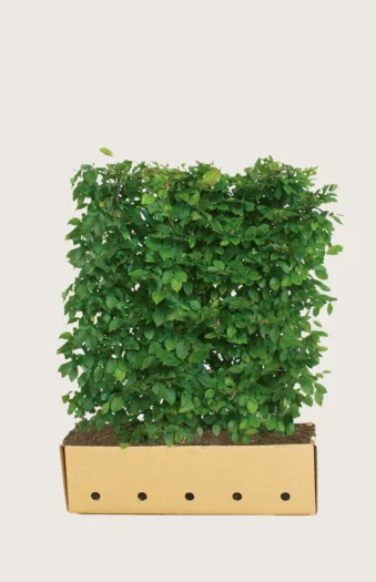 Avnbøg 150cm Vel forgrenet | Plantinavia