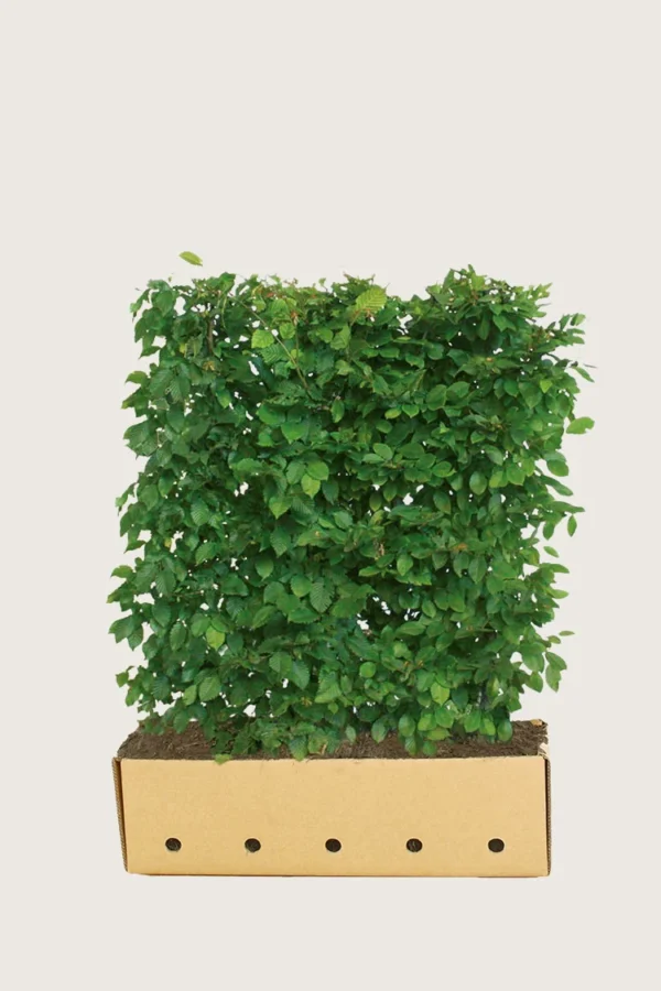 Avnbøg 150cm Vel forgrenet | Plantinavia