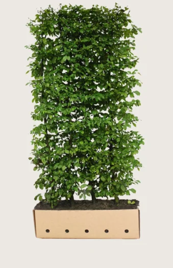 Avnbøg 200cm Vel forgrenet | Plantinavia