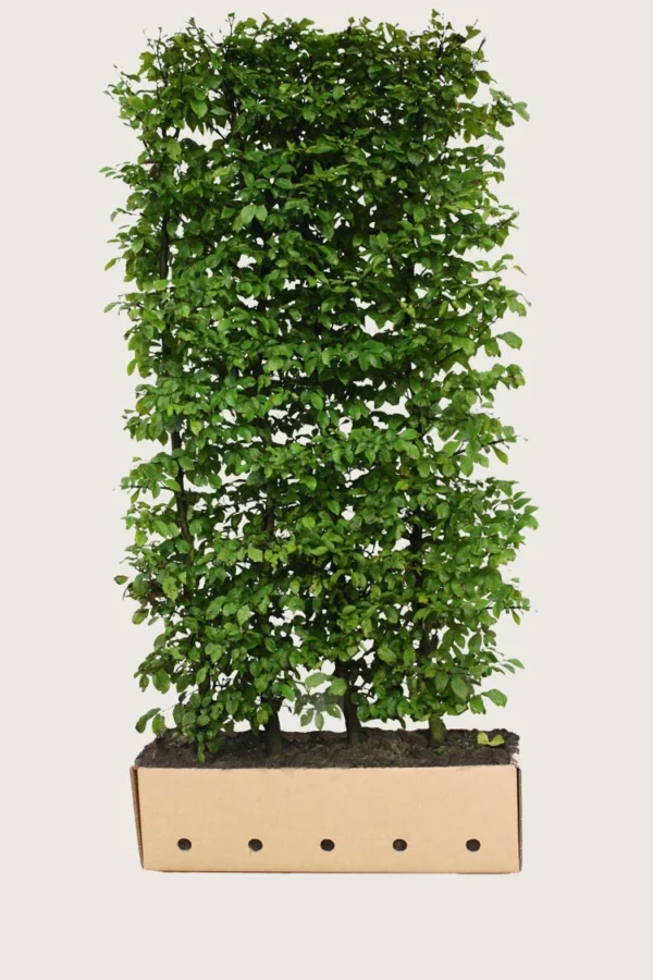 Avnbøg 200cm Vel forgrenet | Plantinavia