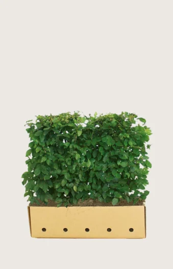 Avnbøg 80cm Vel forgrenet | Plantinavia