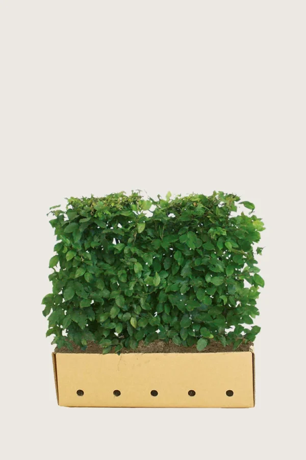 Avnbøg 80cm Vel forgrenet | Plantinavia