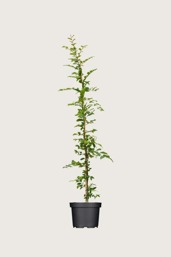 Avnbøg 150cm Forgrenet | Plantinavia