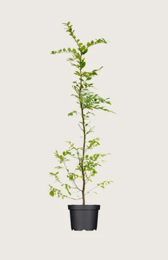 Avnbøg 250cm Forgrenet | Plantinavia