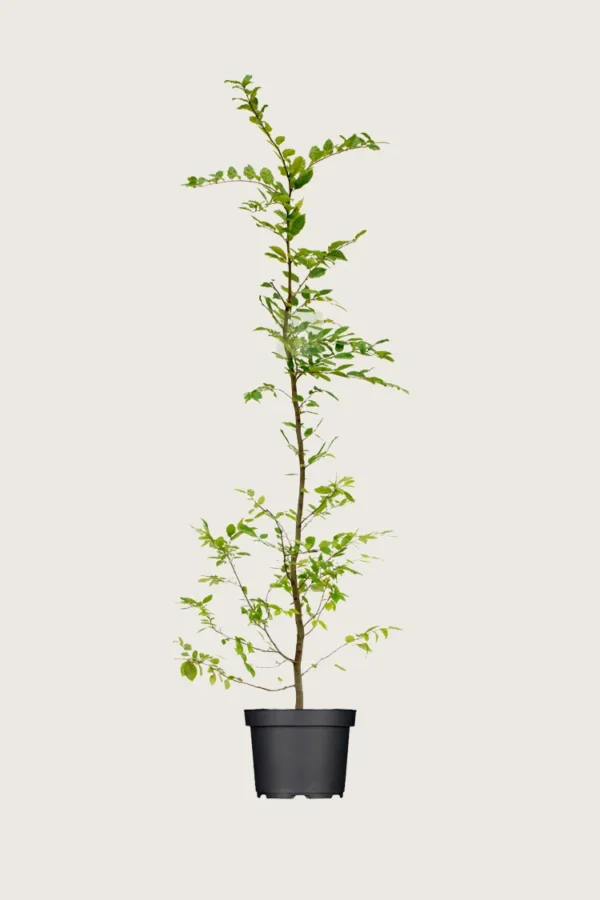 Avnbøg 250cm Forgrenet | Plantinavia