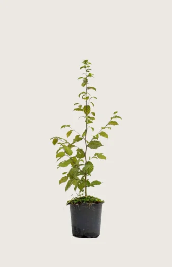 Avnbøg 60cm Forgrenet | Plantinavia