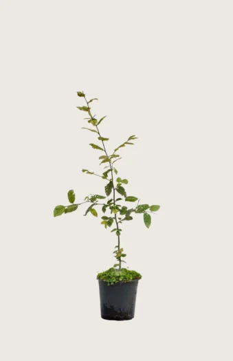 Avnbøg 100cm Outlet | Plantinavia