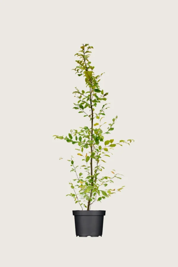 Avnbøg 125cm Vel forgrenet | Plantinavia