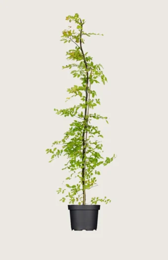 Avnbøg 250cm Vel forgrenet | Plantinavia