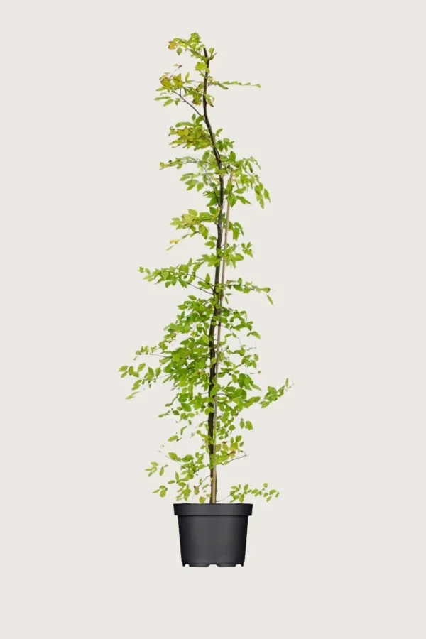 Avnbøg 250cm Vel forgrenet | Plantinavia