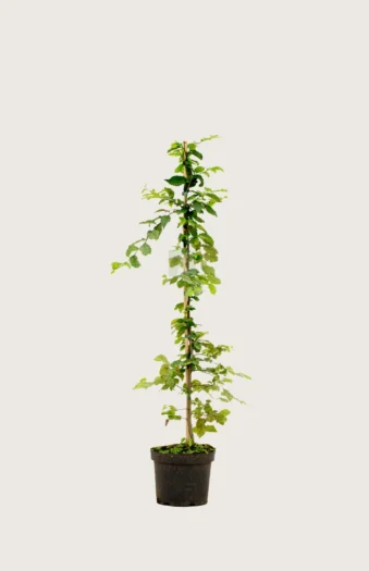 Avnbøg 80cm Vel forgrenet | Plantinavia
