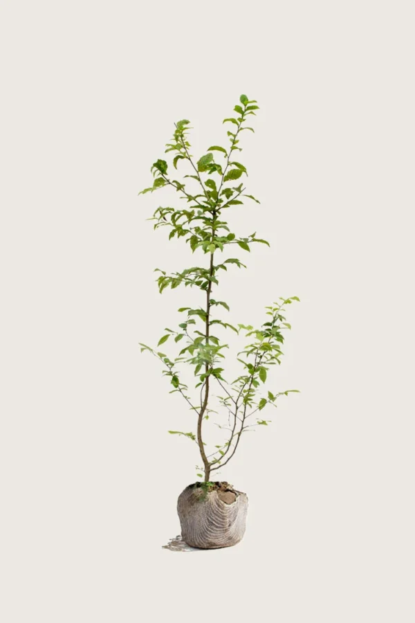 Avnbøg 125cm Forgrenet | Plantinavia