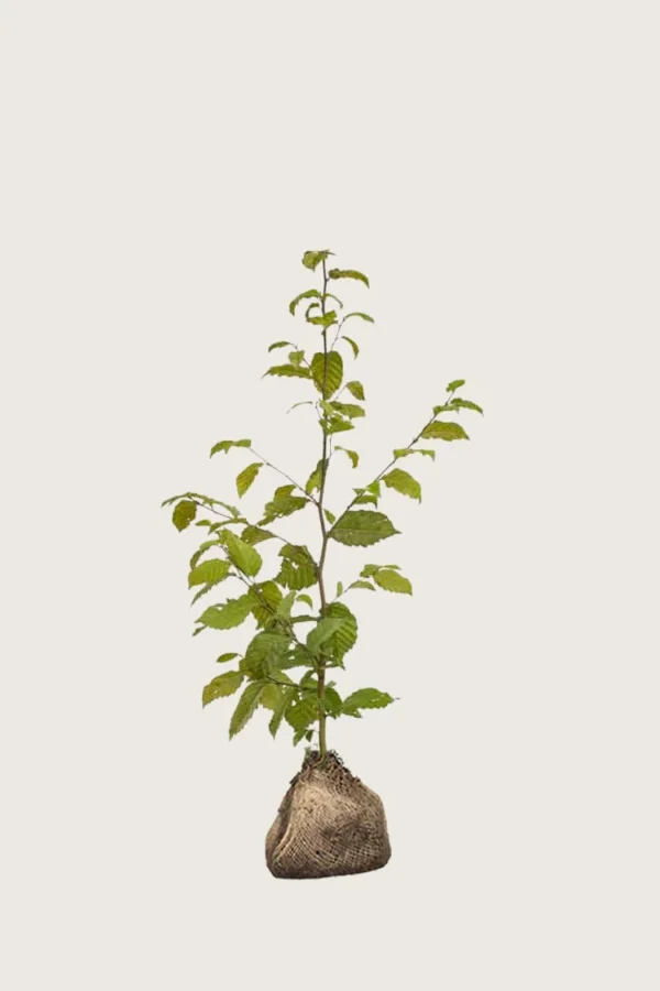 Avnbøg 80cm Forgrenet | Plantinavia