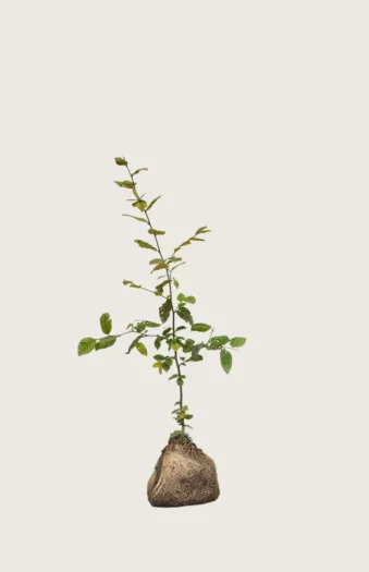 Avnbøg 100cm Outlet | Plantinavia