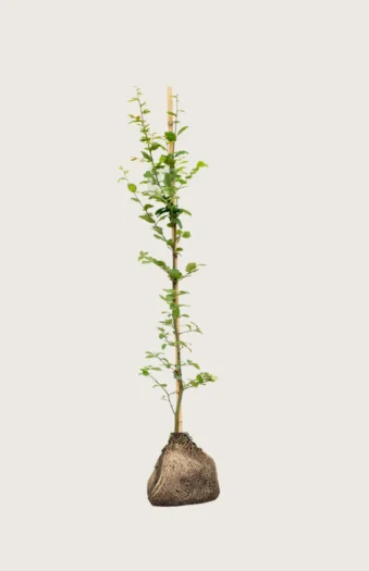 Avnbøg 150cm Outlet | Plantinavia
