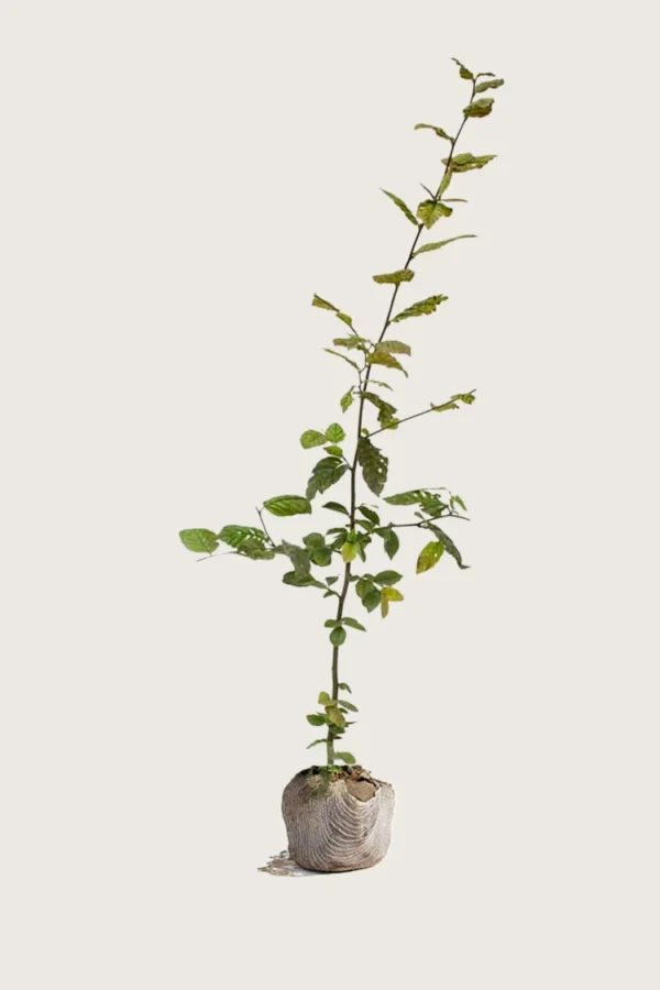 Avnbøg 200cm Outlet | Plantinavia